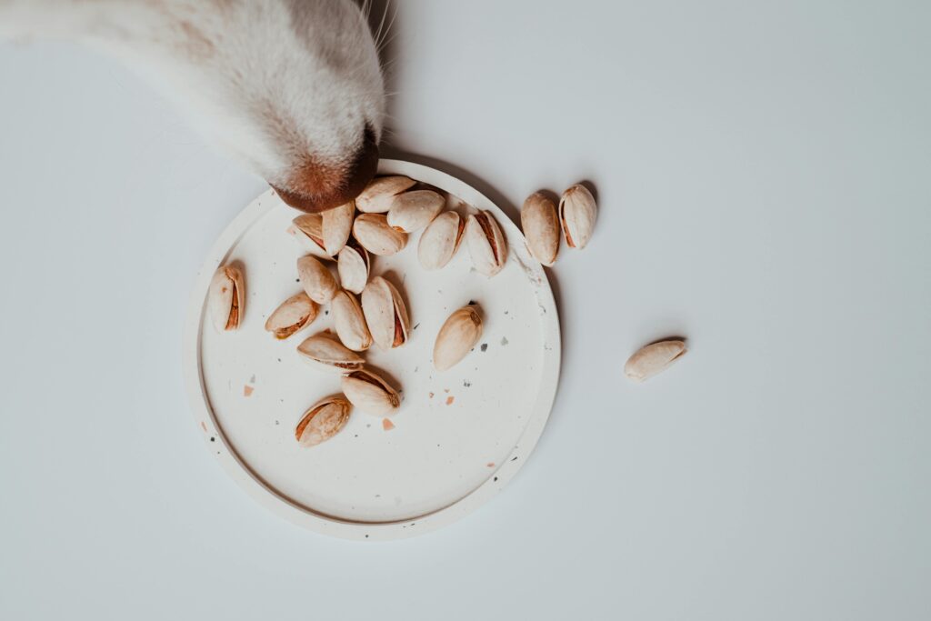 A dog sniffs pistachios on a white plate in an overhead, natural setting.
