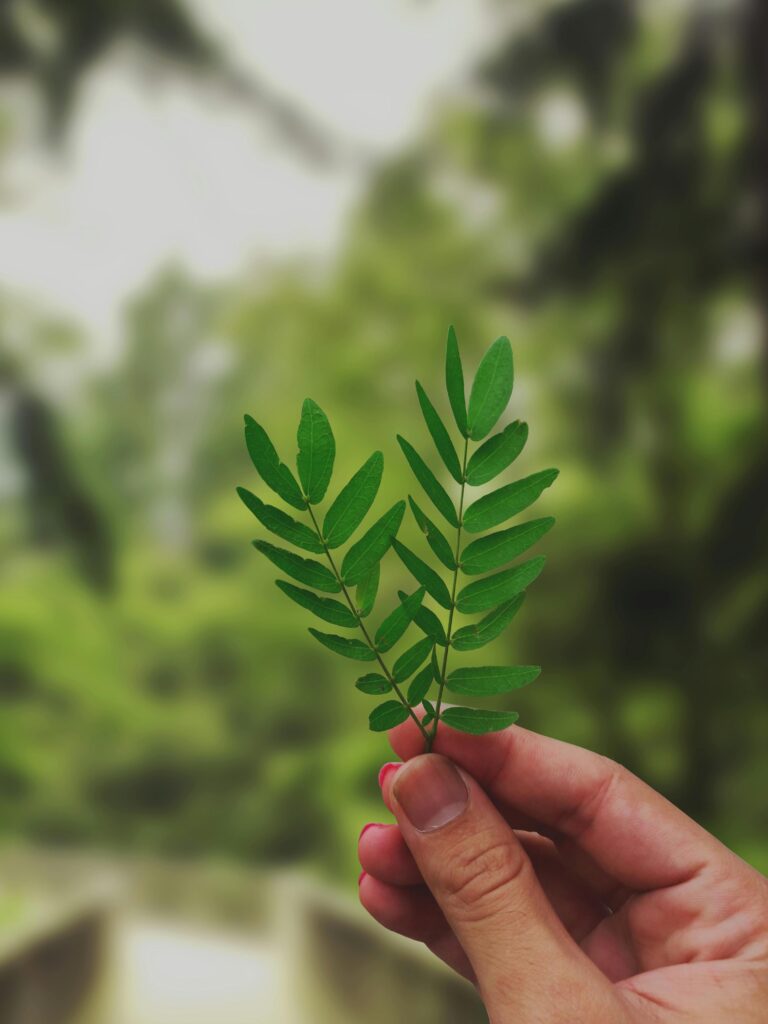 Close-up of hand holding vibrant green leaves against a blurred natural background.
