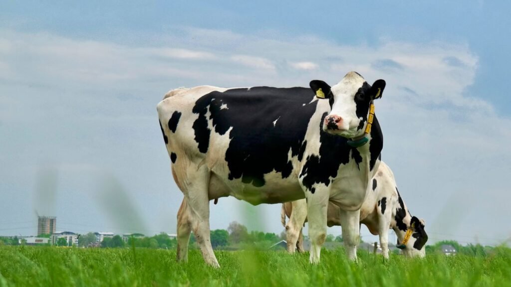 Holstein cows grazing in a lush green pasture under a clear blue sky on a sunny day.