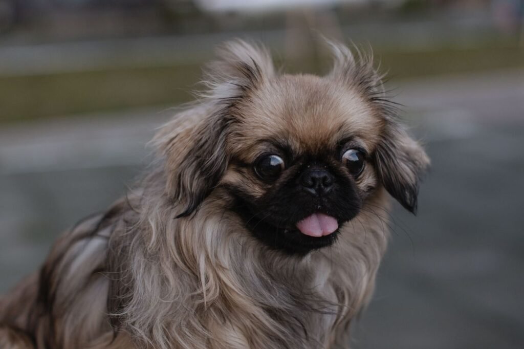 Adorable Pekingese dog with fluffy coat, captured outdoors with a warm expression.