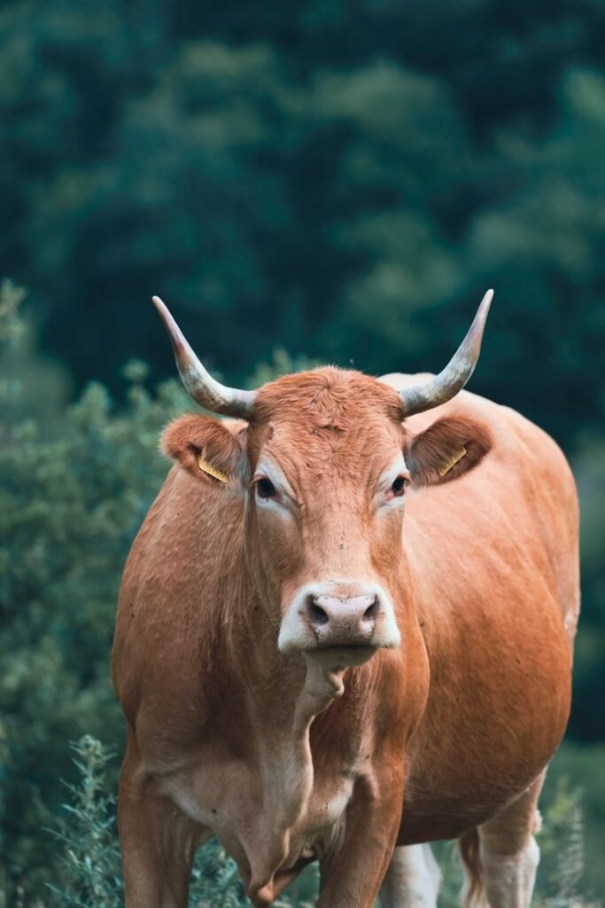 A detailed portrait of a Limousin cow with horns standing in a lush green field.