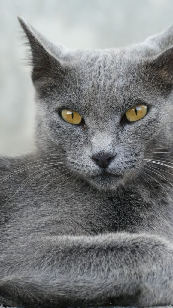 Detailed portrait of a gray cat with striking yellow eyes on a neutral background.