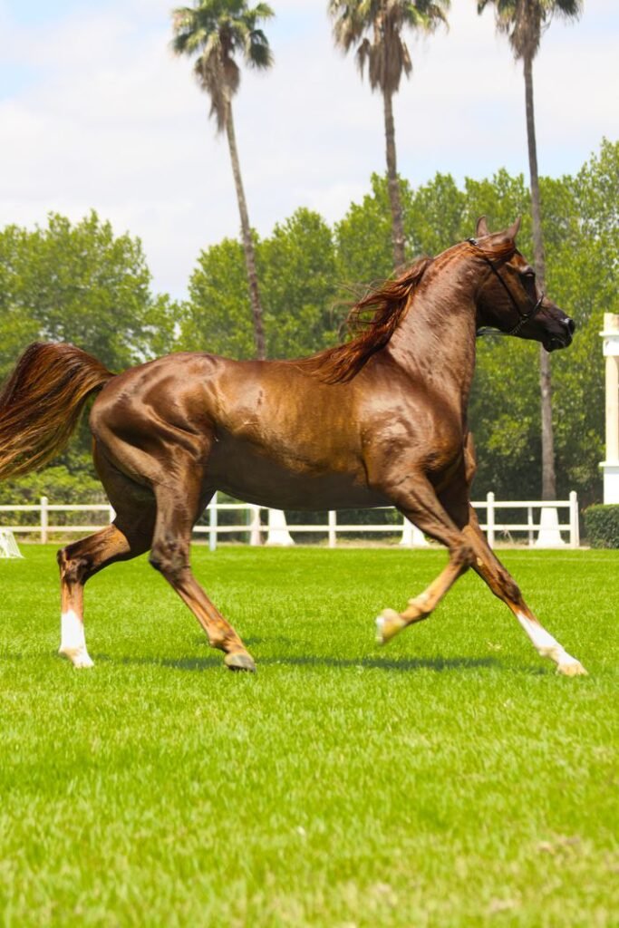 Elegant Arabian horse galloping on vibrant green grass in an outdoor setting with palm trees.