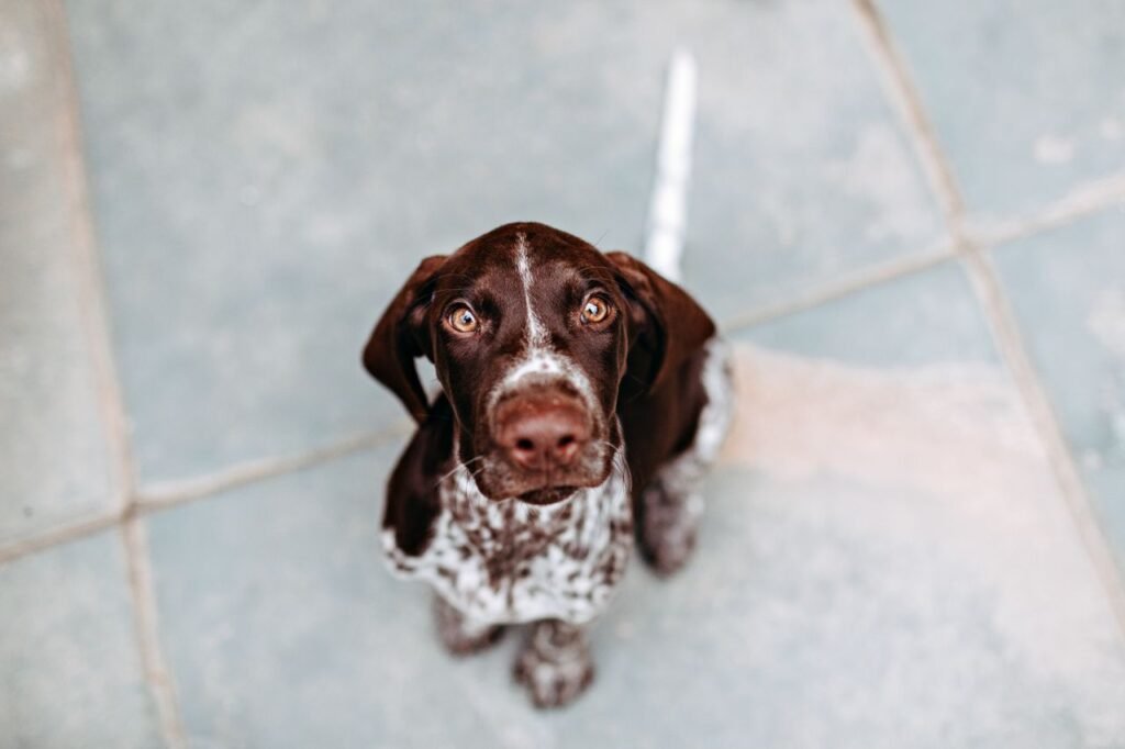 Adorable German Shorthaired Pointer puppy looking up at the camera.