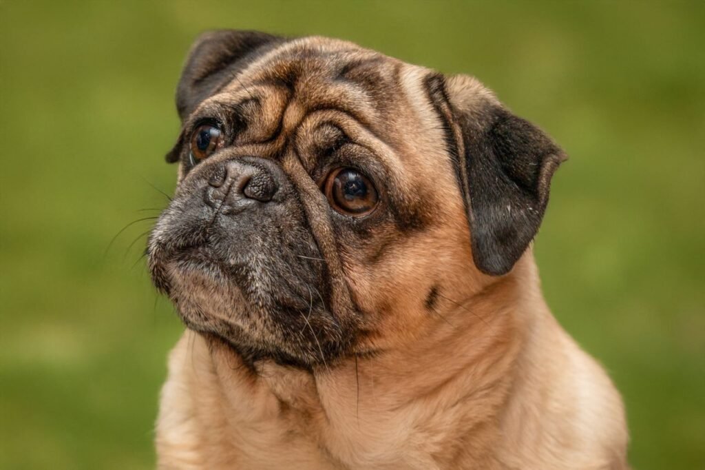 Charming pug dog looking attentively, showcasing its wrinkled face and friendly demeanor.