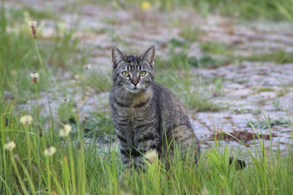 A tabby cat sitting in lush green grass with a natural outdoor backdrop.