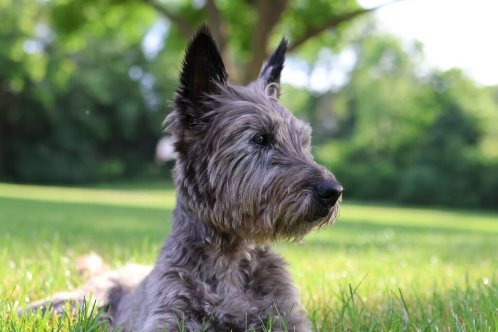 Cairn Terrier dog lying in green grass at a sunny park in Burnsville, Minnesota.
