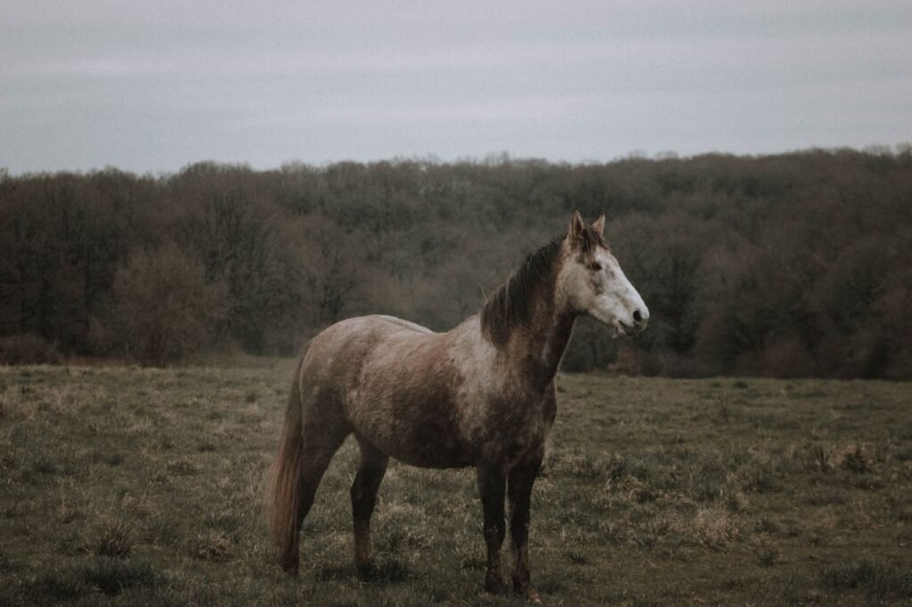 Side view of obedient Connemara pony standing on pasture near autumn forest against cloudy sky in farm