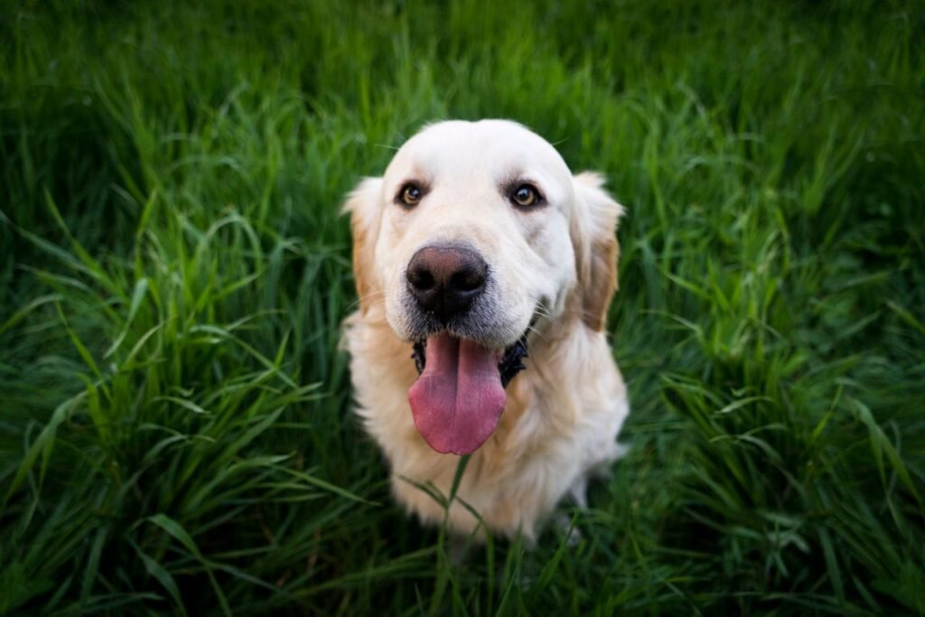 Playful golden retriever sitting joyfully in a vibrant green meadow.